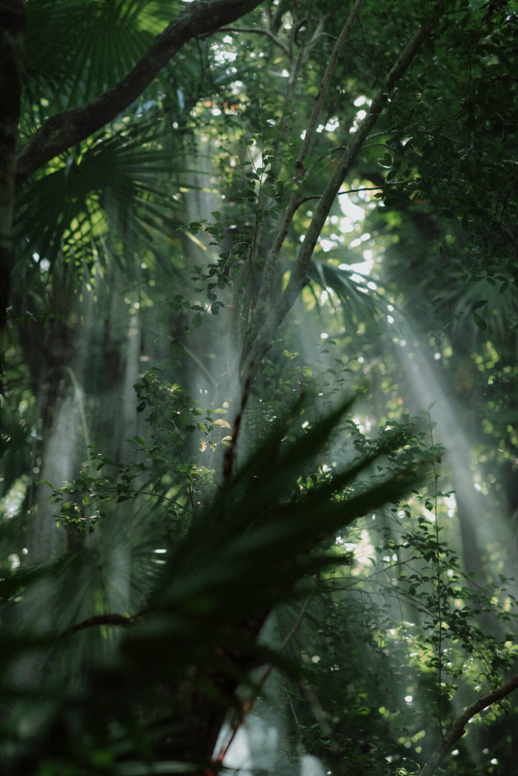 Light beams shine through the jungle canopy at a spiritual elopement in Tulum, Mexico.