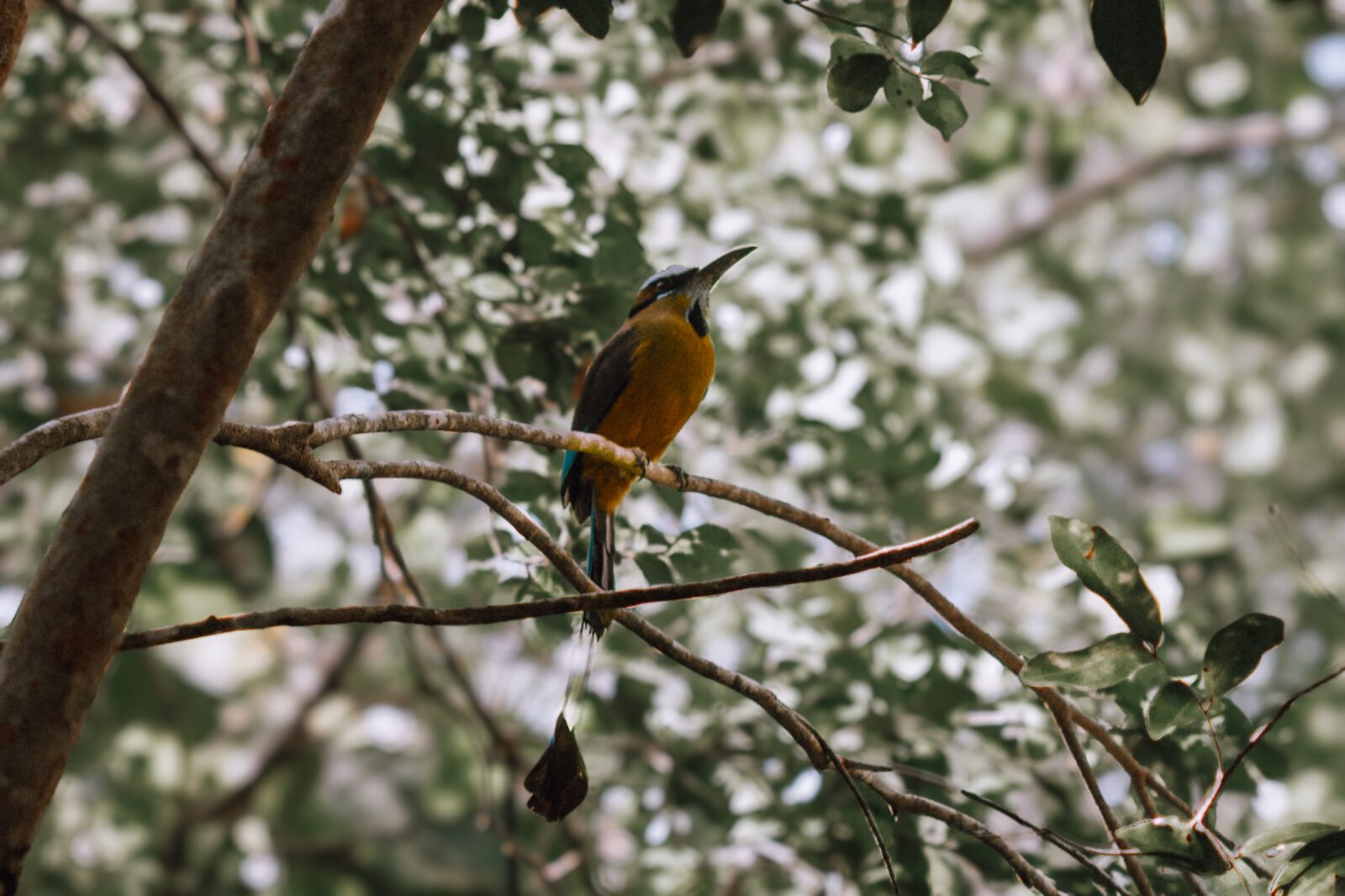 Toh bird witnesses an elopement ceremony at a cenote in Tulum.