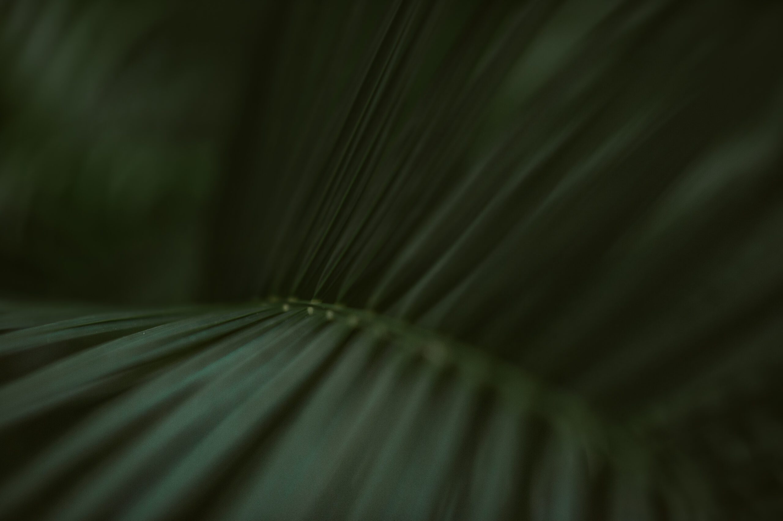 Jungle Palms in Tulum Mexico